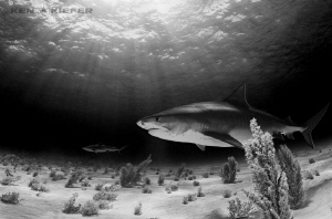 Tiger Shark with a Reef Shark in the background
Tiger Be... by Ken Kiefer 